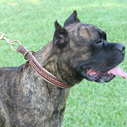 Schutzhund leather dog collars, agitaion dog collars, dog training collars, leather collars, nylon dog collars schutzhund leather dog collars, agitaion dog collars,dog training collars, leather collars, nylon dog collars