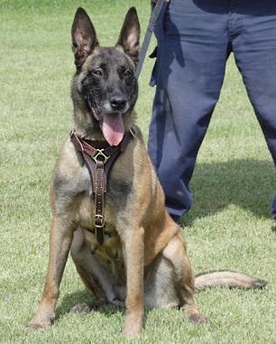 leather dog harness for k9,police,schutzhund