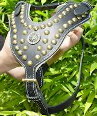 Royal Leather Padded Dog Harness -Design Studded Leather Harness Royal Leather Padded Dog Harness -Design Studded Leather Harness