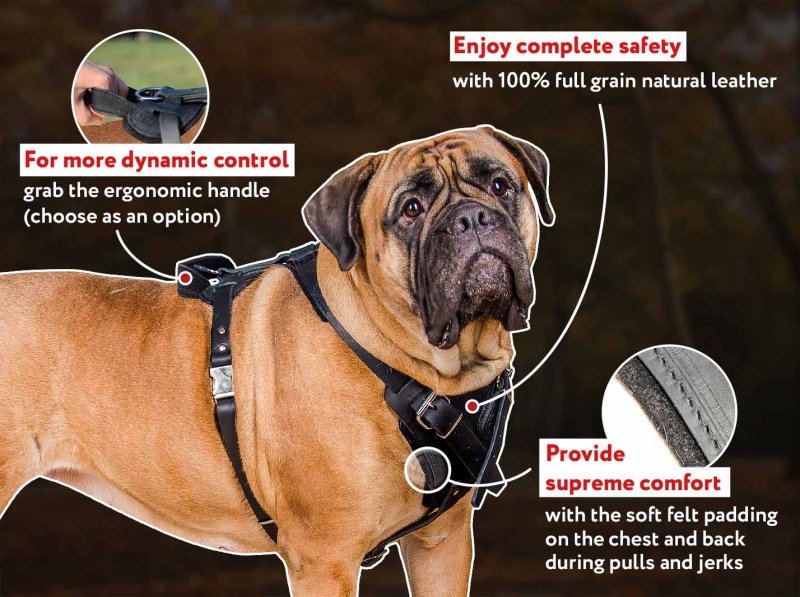 abnehmbarer Safety Gurt - Luceen for dogs