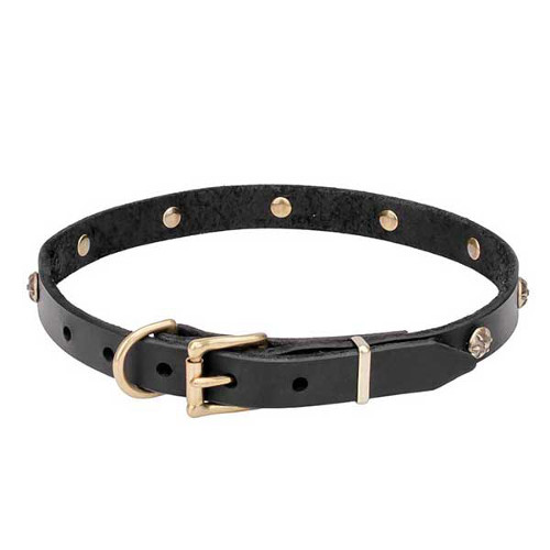 Leather dog collar with strong brass buckle and D-ring