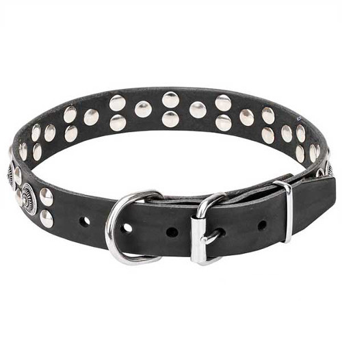 Dog collar with reliable chrome-plated buckle