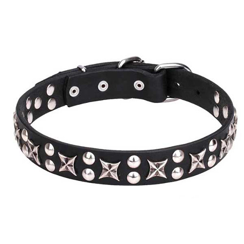 Genuine leather dog collar decorated with chrome-plated studs