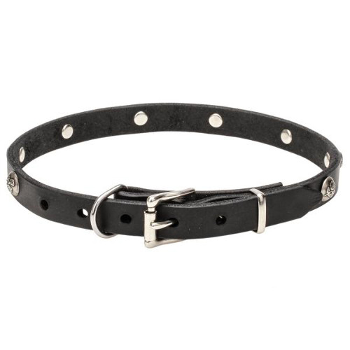 Leather dog collar with nickel-covered buckle and D-ring