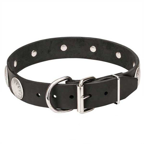 Leather dog collar with durable chrome-plated hardware
