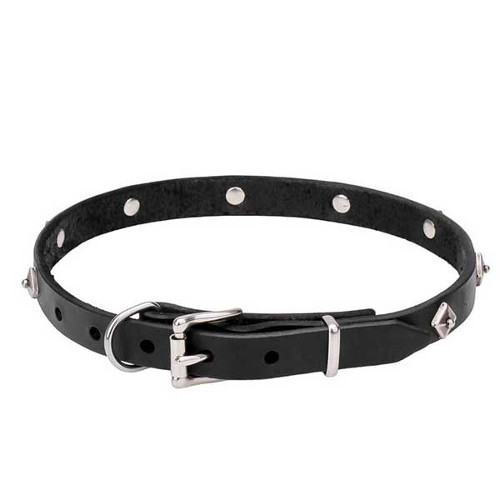 Dog collar with classic chrome plated buckle