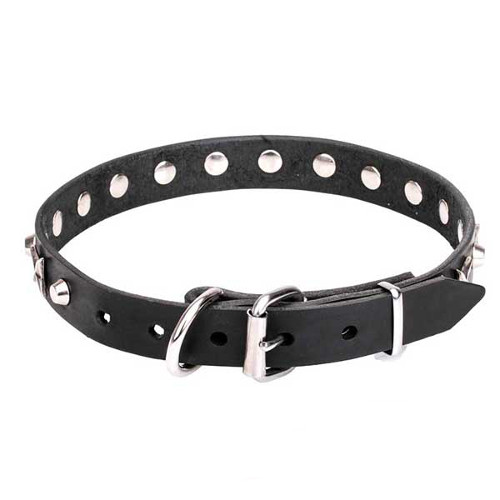 Dog collar with reliable nickel-plated hardware