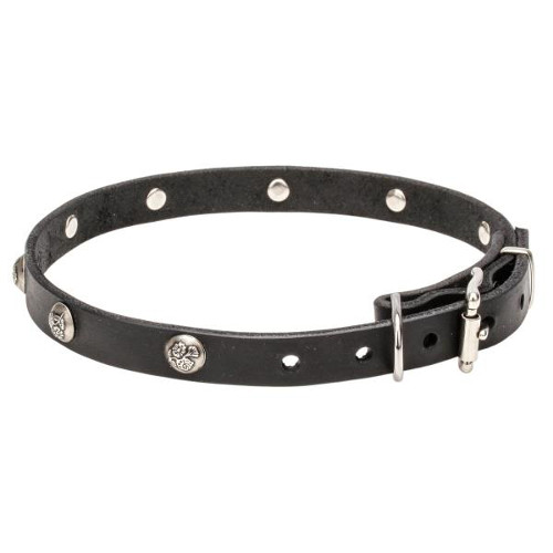 Leather dog collar with engraved nickel studs