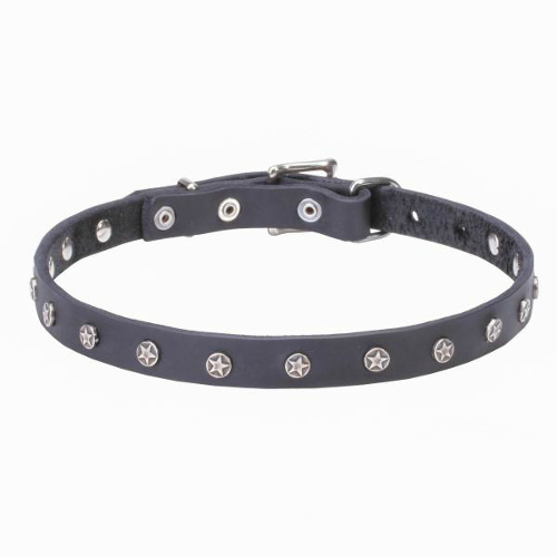 Leather dog collar with riveted nickel studs