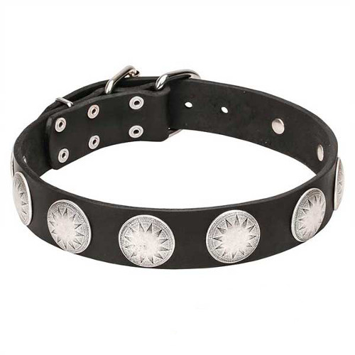Nice-looking dog collar with silvery circles