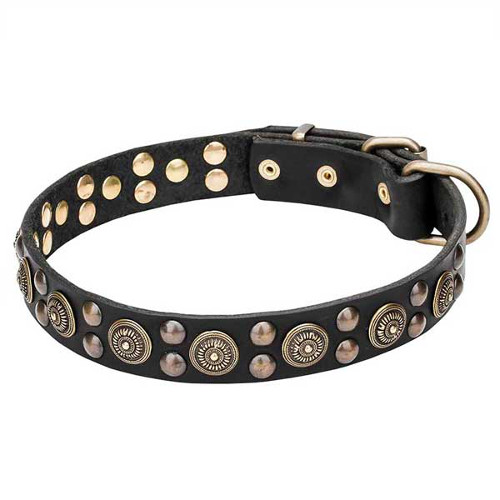 Get Wide Walking Leather Dog Collar, Brass Studs