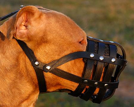 do pitbulls have to wear muzzles